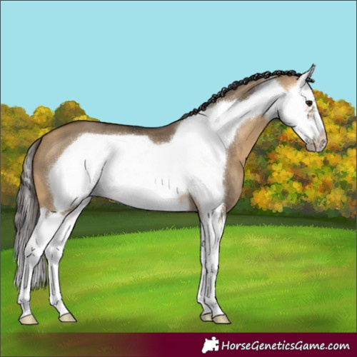 Horse Color:Buckskin Dun Splash Frame 
