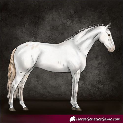 Horse Color:Grullo Pearl Appaloosa 