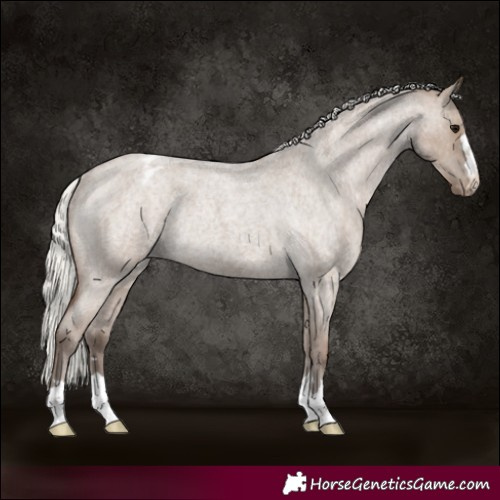 Horse Color:Silver Grullo Roan Appaloosa Rabicano 