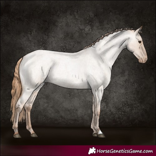 Horse Color:Grullo Roan Pearl Appaloosa Rabicano 