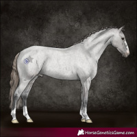 Horse Color:Grullo Roan Varnish Rabicano