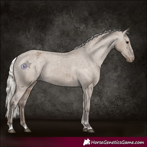 Horse Color:Silver Grullo Appaloosa Rabicano