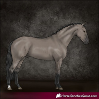 Horse Color:Grullo 