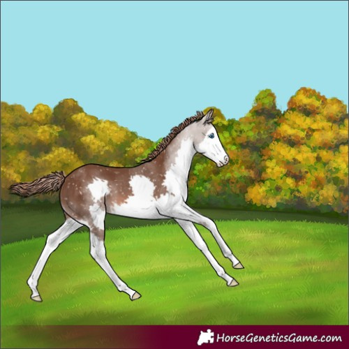 Horse Color:Liver Chestnut Splash Appaloosa 