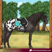 Horse Color:Liver Chestnut Appaloosa