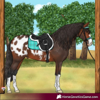 Horse Color:Bay Appaloosa 