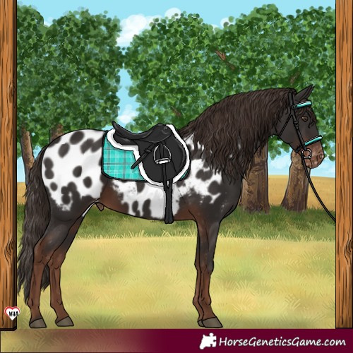 Horse Color:Liver Chestnut Near Leopard 
