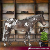 Horse Color:White Spotted Silver Brown Appaloosa