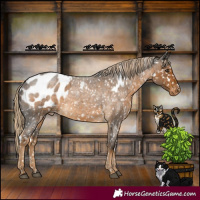 Horse Color:White Spotted Chocolate Palomino Roan Appaloosa Rabicano