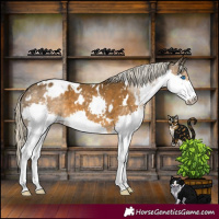 Horse Color:White Spotted Chocolate Palomino Splash Appaloosa