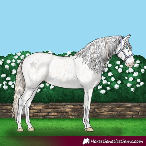 Horse Color:Perlino Leopard 