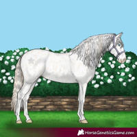 Horse Color:Perlino Appaloosa