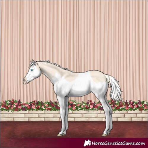 Horse Color:Cremello Splash Frame 