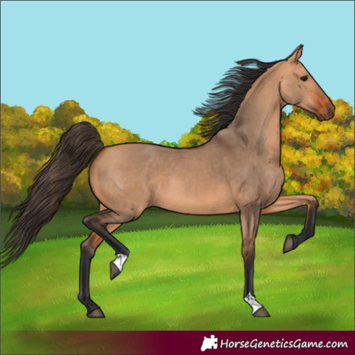Horse Color:Bay Dun 