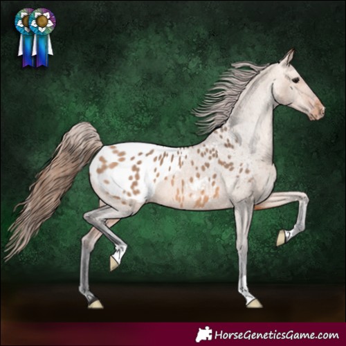 Horse Color:Bay Dun Appaloosa 