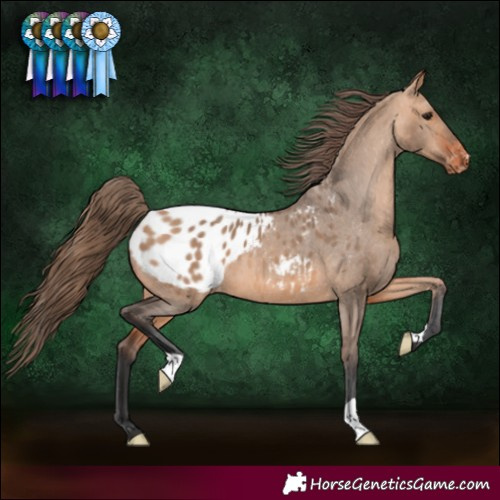 Horse Color:Bay Dun Blanket 