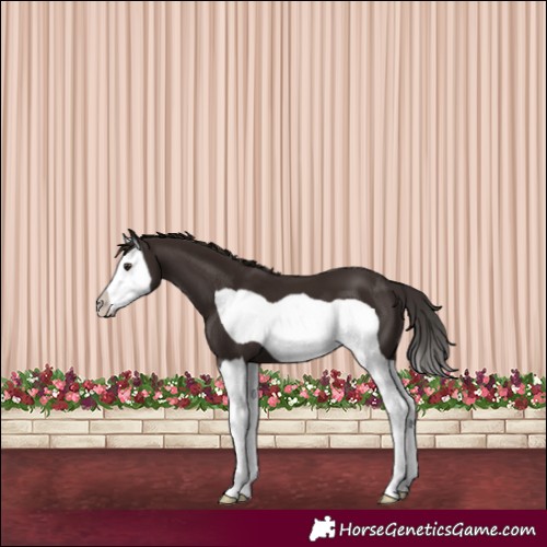 Horse Color:Liver Chestnut Splash Frame 