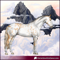 Horse Color:Gray Palomino Sabino Appaloosa 