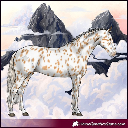 Horse Color:Palomino Appaloosa 