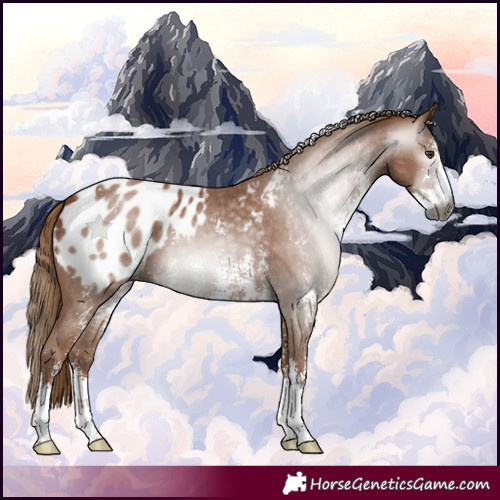 Horse Color:Gray Chestnut Sabino Appaloosa 