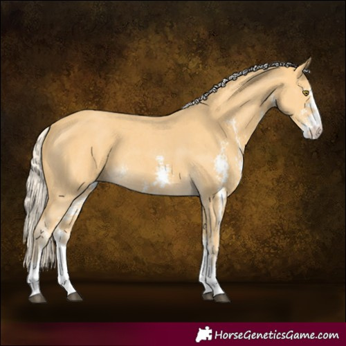 Horse Color:Palomino Sabino