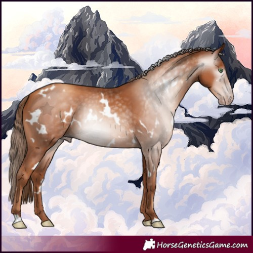 Horse Color:Gray White Spotted Gold Champagne 