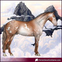 Horse Color:Gray White Spotted Gold Champagne