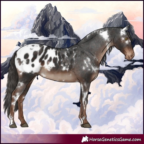 Horse Color:White Spotted Liver Chestnut Appaloosa 