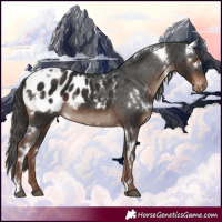 Horse Color:White Spotted Liver Chestnut Appaloosa 