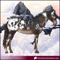 Horse Color:White Spotted Liver Chestnut Appaloosa