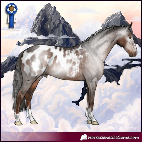 Horse Color:Gray Liver Chestnut Appaloosa 