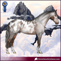Horse Color:Gray Liver Chestnut Appaloosa