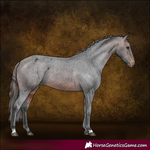 Horse Color:Brown Appaloosa 