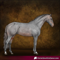 Horse Color:Brown Appaloosa
