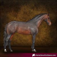 Horse Color:Brown Appaloosa 