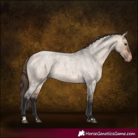 Horse Color:Brown Roan Dun Appaloosa 