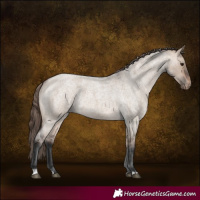 Horse Color:Brown Roan Dun Appaloosa