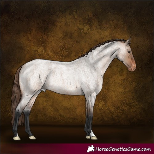 Horse Color:Brown Roan Dun Appaloosa Rabicano