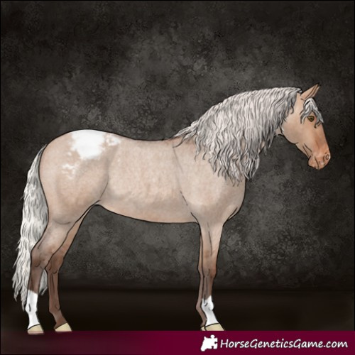Horse Color:Silver Brown Roan Dun Appaloosa Rabicano 