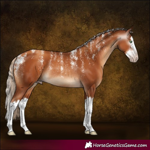 Horse Color:Powder White Gray Gold Champagne Splash Rabicano