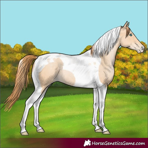 Horse Color:Buckskin Pearl Tobiano 