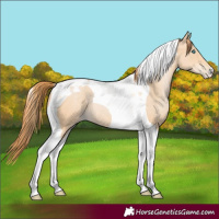 Horse Color:Buckskin Pearl Tobiano 