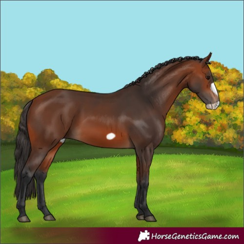 Horse Color:Bay Frame 