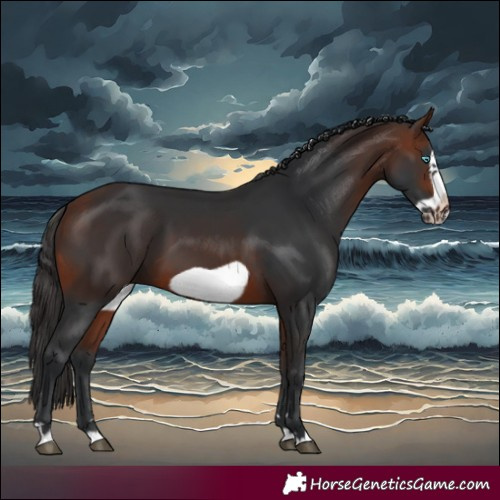 Horse Color:Bay Frame