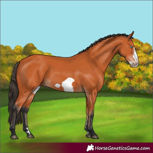 Horse Color:Bay Frame 