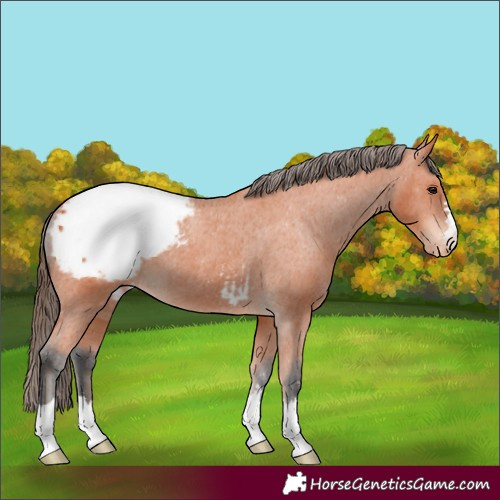 Horse Color:Bay Appaloosa 