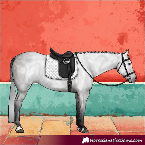 Horse Color:Gray Smoky Grullo 