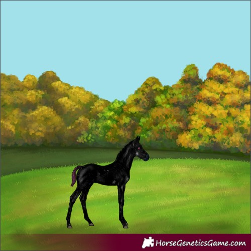 Horse Color:ERROR: UNKNOWN ANOMALY