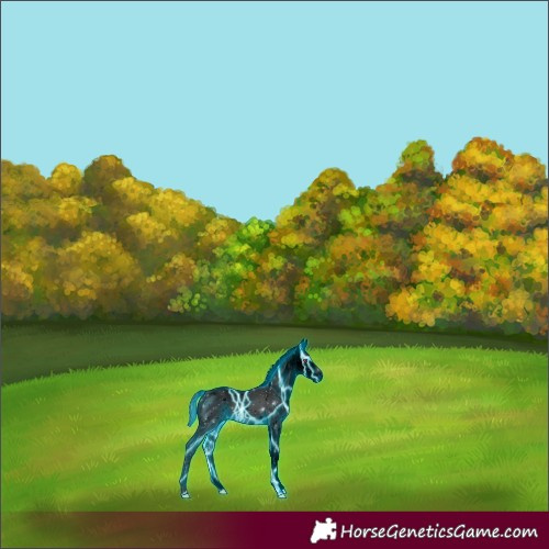 Horse Color:ERROR: UNKNOWN ANOMALY