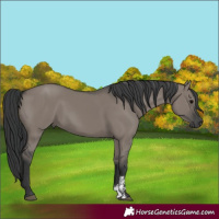 Horse Color:Grullo Sabino Rabicano